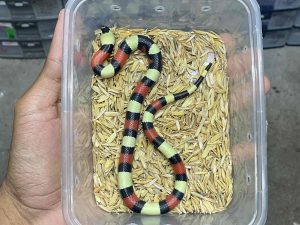 MS-3 | MILK SNAKE PUEBLAN - BABY UNSEX
