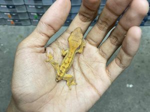 CG-8 | FLAME - BABY UNSEX | EKOR AUTOTOMY