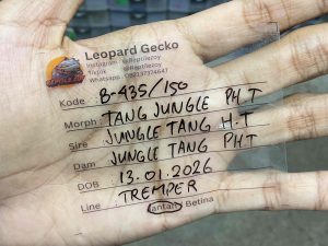 B-435 | TANGERINE JUNGLE POSSIBLE HET. TREMPER - INCUB. JANTAN