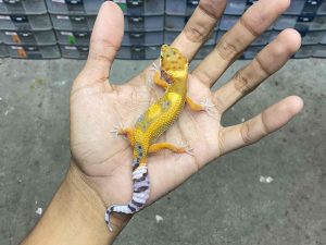 B-436 | EMERINE JUNGLE POSSIBLE HET. TREMPER - INCUB. JANTAN