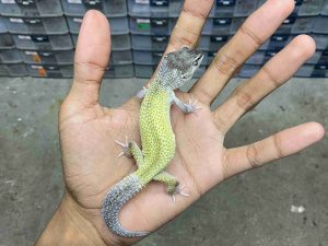 P-258 | LEMON FROST MACK SNOW MURPHY BLACK NIGHT - JANTAN