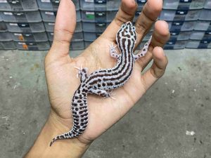 P-260 | SUPER SNOW ECLIPSE BOLD STRIPE HET. TREMPER- BETINA