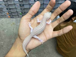 P-261 | ALBINO SUPER SNOW RAPTOR BLACK NIGHT - BETINA