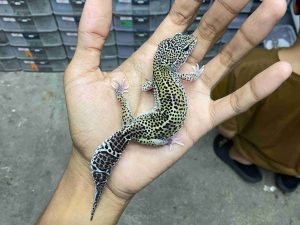 P-266 | MACK SNOW ECLIPSE BLACK NIGHT HET. BLIZZARD POSSIBLE HET. TREMPER - BETINA