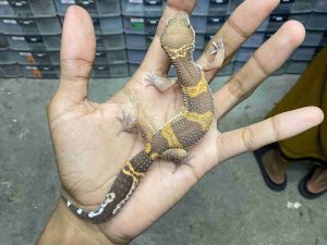 P-267 | ALBINO TREMPER BLACK NIGHT/ CHOCOLATE - BETINA