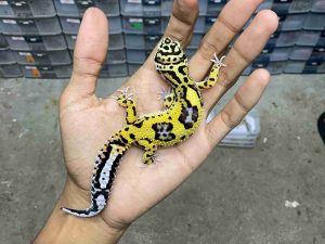 P-271 | TANGERINE BOLD POSSIBLE HET. TREMPER - BETINA