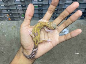 P-273 | ALBINO MACK SNOW RAPTOR BLACK NIGHT - BETINA