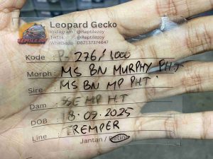 P-276 | MACK SNOW BLACK NIGHT MURPHY POSSIBLE HET. TREMPER - BETINA (SHEDDING)
