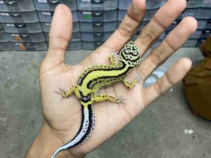 P-279 | BOLD STRIPE LINE TEMBUS POSSIBLE HET. TREMPER - BETINA