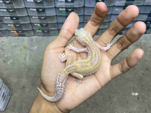 P-282 | ALBINO MACK SNOW RAPTOR LINE BLACK NIGHT - BETINA