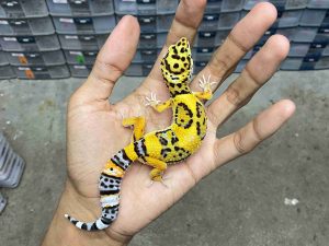 P-300 | TANGERINE JUNGLE HET. TREMPER - BETINA