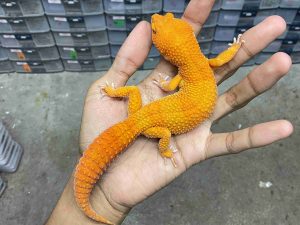 P-305 | ALBINO SUNGLOW TOMATO - JANTAN