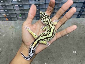 M-217 | BOLD STRIPE TEMBUS POSSIBLE HET. TREMPER - JANTAN