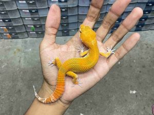 M-220 | SHTCTB HET. TREMPER - JANTAN