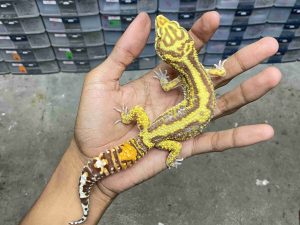 M-225 | ALBINO TREMPER BOLD STRIPE - JANTAN