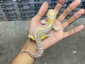 M-226 | ALBINO RAPTOR MACK SNOW BOLD STRIPE BLACK NIGHT (SNAKE EYE ) - JANTAN