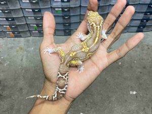 M-229 | ALBINO MACK SNOW RAPTOR BLACK NIGHT - JANTAN