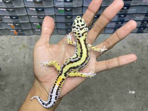 M-235 | BOLD STRIPE MOTIF TEMBUS POSSIBLE HET. TREMPER - JANTAN