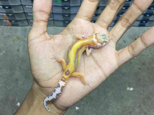 B-443 | ALBINO TREMPER BOLD STRIPE - INCUB. JANTAN