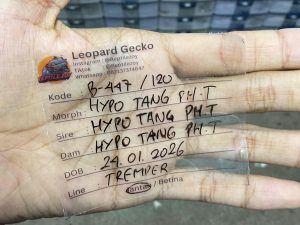 B-447 | HYPO TANGERINE POSSIBLE HET. TREMPER - INCUB. JANTAN (SHEDDING)