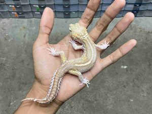 M-221 | ALBINO MACK SNOW RAPTOR BLACK NIGHT - JANTAN