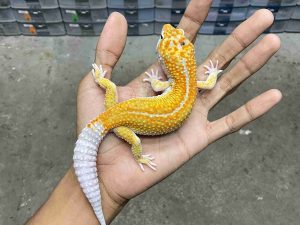 M-223 | WHITE & YELLOW TANGERINE ENIGMA HET. TREMPER - JANTAN