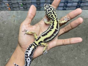M-227 | MACK SNOW BOLD STRIPE AFGHAN BLOOD LINE POSSIBLE HET. TREMPER - JANTAN