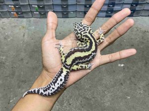 M-228 | BOLLD STRIPE AFGHAN BLOOD LINE POSSIBLE SNOW POSSIBLE HET. TREMPER - JANTAN