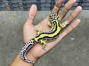 M-232 | BOLD STRIPE HET. TREMPER - JANTAN