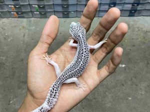 P-259 | PIED POSSIBLE HET. TREMPER- BETINA