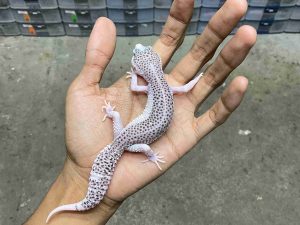 P-262 | PIED POSSIBLE HET. TREMPER - BETINA