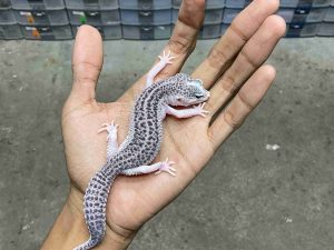 P-263 | PIED BLACK NIGHT/ SUPER SNOW ECLIPSE BLACK NIGHT POSSIBLE HET. TREMPER - BETINA
