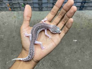 P-264 | PIED POSSIBLE HET. TREMPER- BETINA