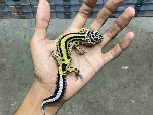 P-265 | BOLD STRIPE BANDIT POSSIBLE HET. TREMPER - BETINA