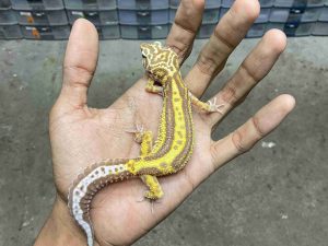 P-268 | ALBINO TREMPER TUG BOLD STRIPE LINE TEMBUS - BETINA