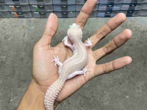 P-270 | ALBINO SUPER SNOW RAPTOR BLACK NIGHT POSSIBLE HET. DIABLO BLANCO - BETINA