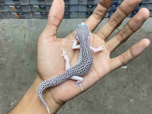 P-272 | PIED/ SUPER SNOW ECLIPSE HET. TREMPER - JANTAN