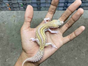 P-274 | ALBINO MACK SNOW RAPTOR BLACK NIGHT REVERSE STRIPE POSSIBLE HET. DIABLO BLANCO - BETINA