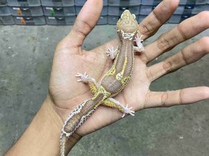 P-275 | ALBINO MACK SNOW RAPTOR BLACK NIGHT - BETINA