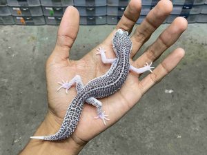 P-277 | PANDA/ PIED BLACK NIGHT HET. TREMPER - BETINA