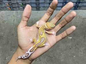 P-278 | ALBINO MACK SNOW RAPTOR BLACK NIGHT - BETINA