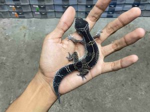 P-281 | MACK SNOW BLACK NIGHT HET. TREMPER ECLIPSE - BETINA
