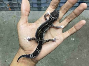 P-284 | MACK SNOW BLACK NIGHT HET. TREMPER - BETINA