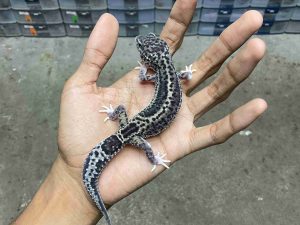 P-285 | MACK SNOW ECLIPSE BLACK NIGHT LINE PANDA POSSIBLE HET. TREMPER - BETINA