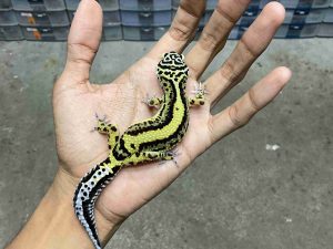 P-286 | BOLD STRIPE NOSE BANDED POSSIBLE HET. TREMPER - BETINA