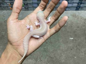 P-287 | ALBINO SUPER SNOW RAPTOR BLACK NIGHT - BETINA