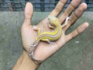 P-288 | ALBINO MACK SNOW RAPTOR BLACK NIGHT REVERSE STRIPE - BETINA