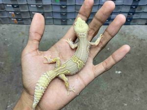 P-290 | ALBINO MACK SNOW BELL BLACK NIGHT - BETINA