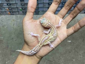 P-291 | ALBINO MACK SNOW RAPTOR BLACK NIGHT HET. BLIZZARD - BETINA