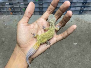 P-292 | MURPHY BLACK NIGHT HET. TREMPER ECLIPSE - BETINA